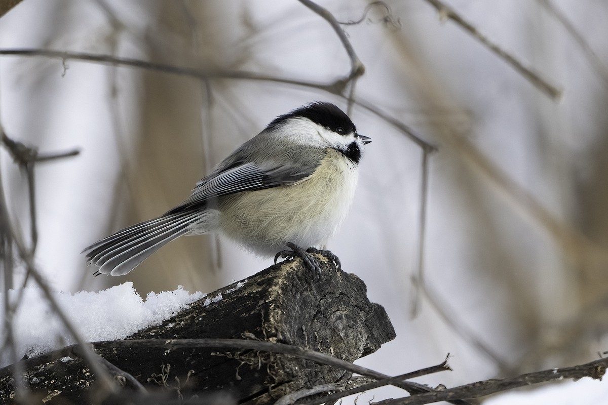 Black-capped Chickadee - ML630744999