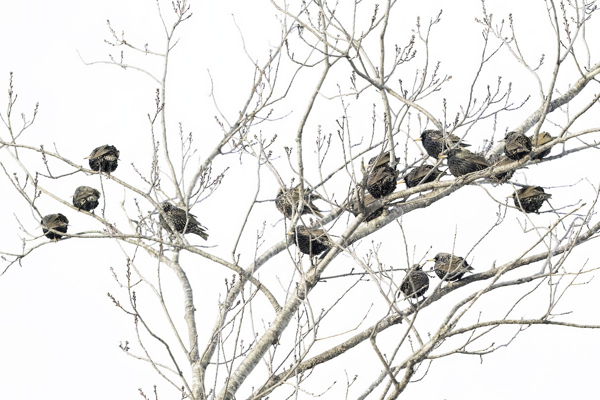 European Starling - ML630745014