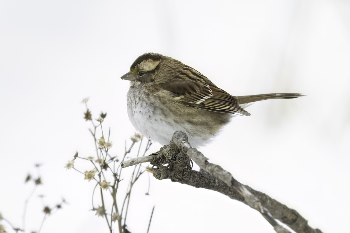 White-throated Sparrow - ML630745046