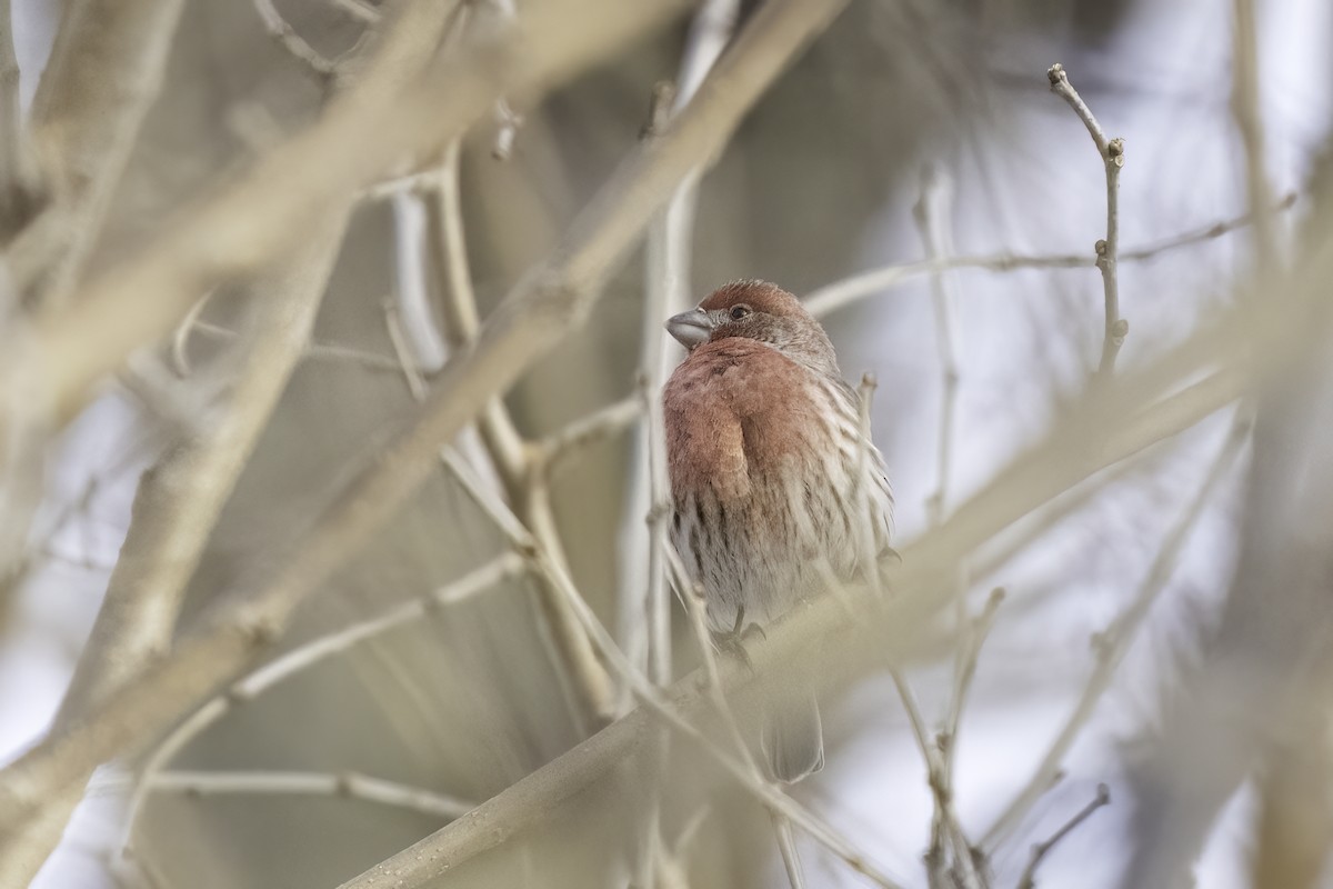 House Finch - ML630745056