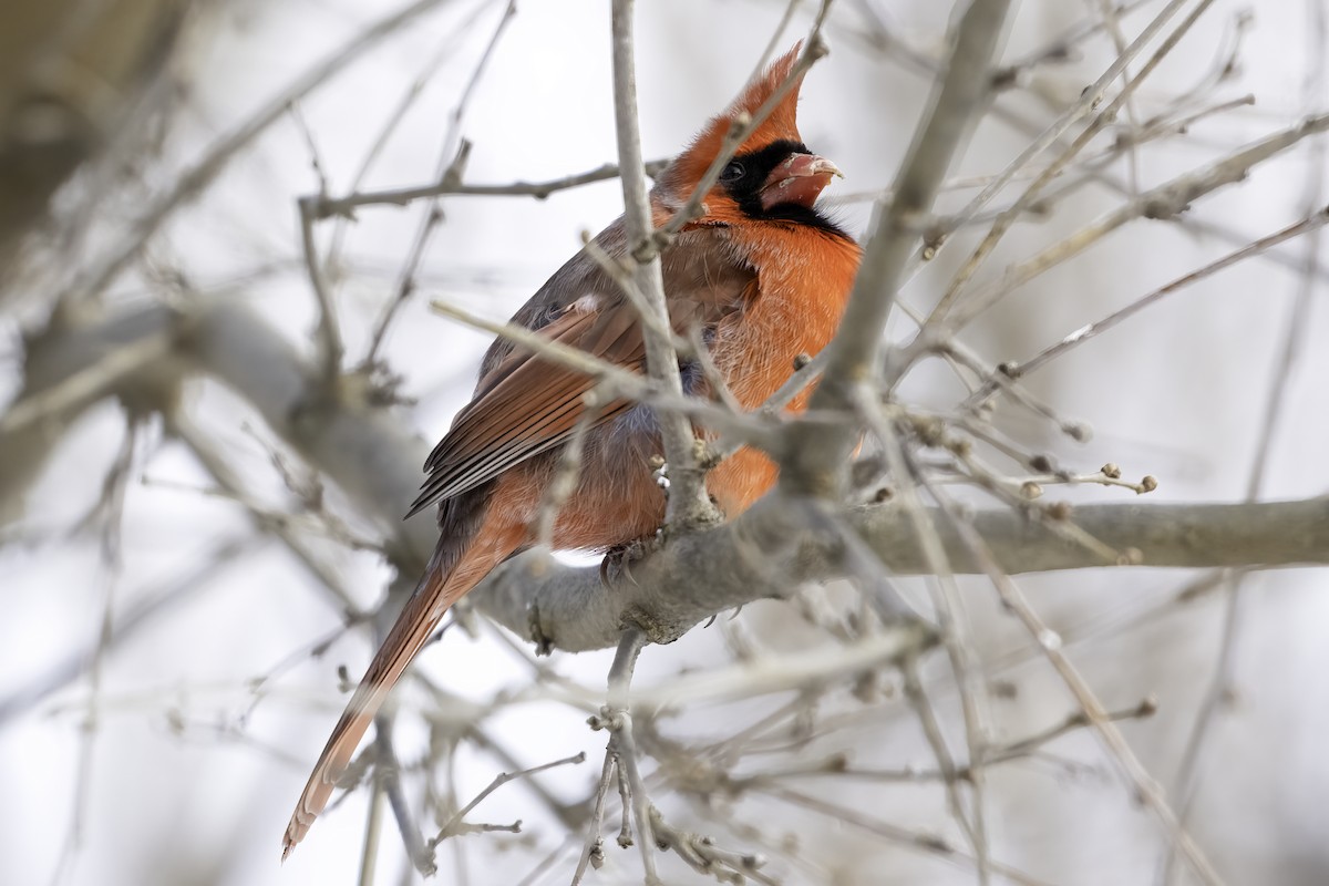 Northern Cardinal - ML630745067