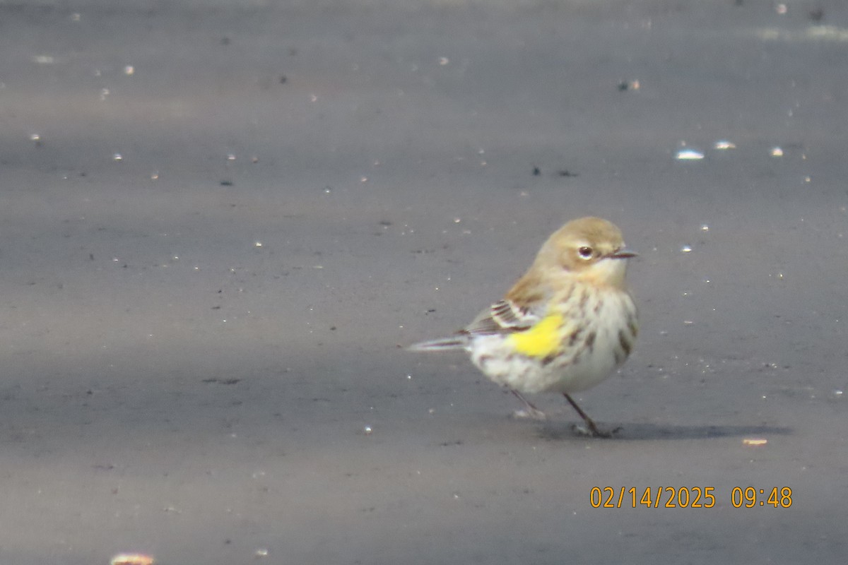 Yellow-rumped Warbler - ML630745082