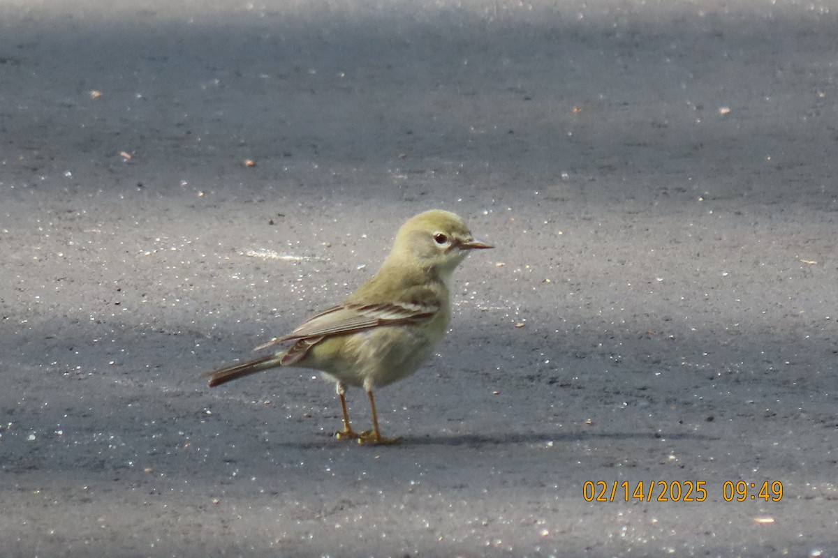 Pine Warbler - ML630745083