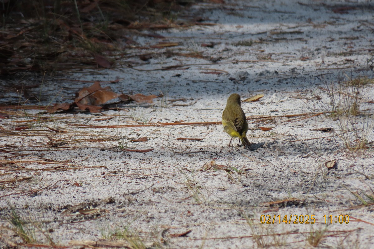 Palm Warbler (Western) - ML630745084