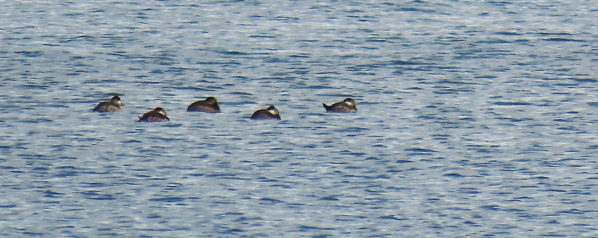 Ruddy Duck - ML630745137