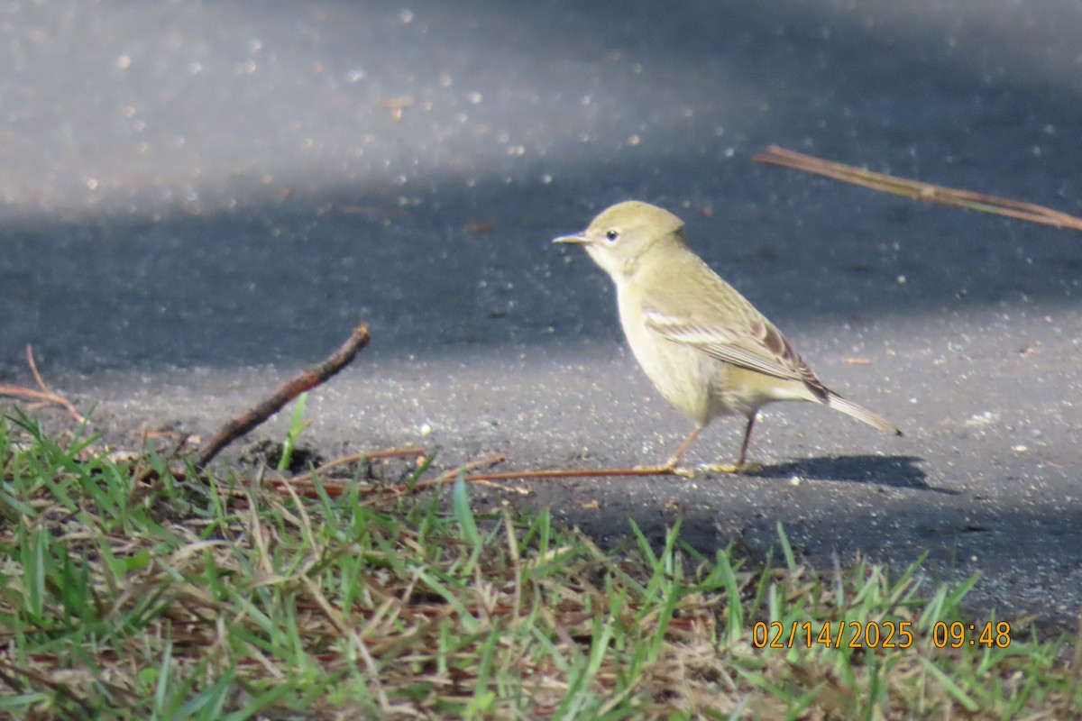 Pine Warbler - ML630745139