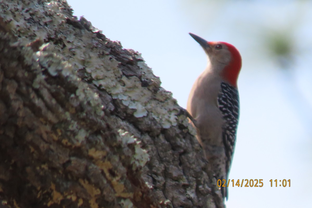 Red-bellied Woodpecker - ML630745181