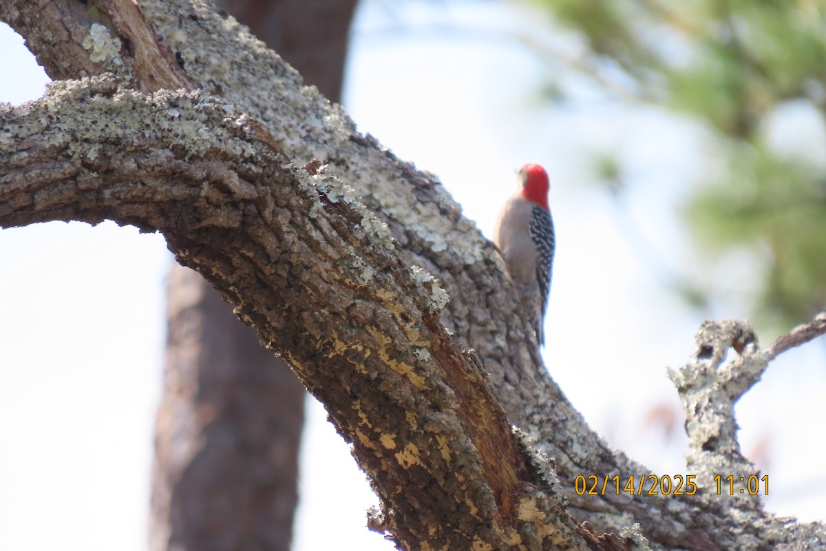 Red-bellied Woodpecker - ML630745182