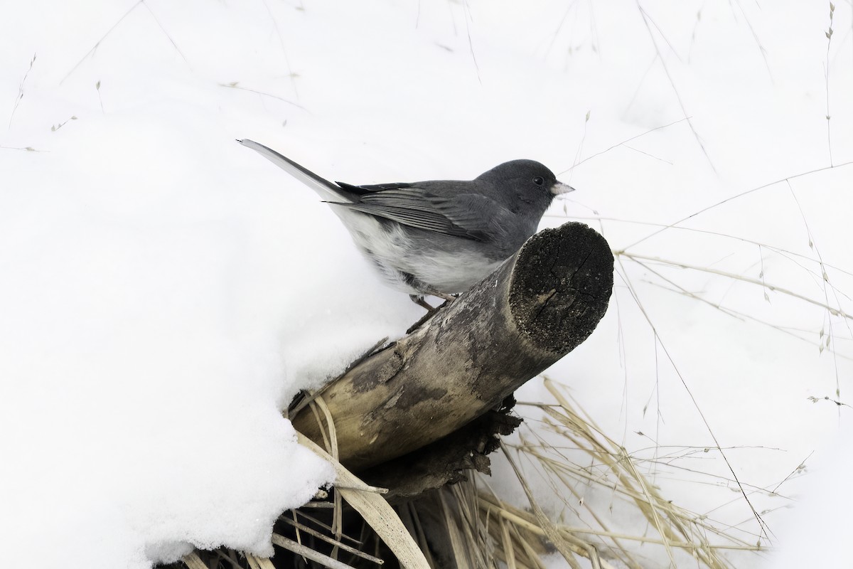 Dark-eyed Junco - ML630745244