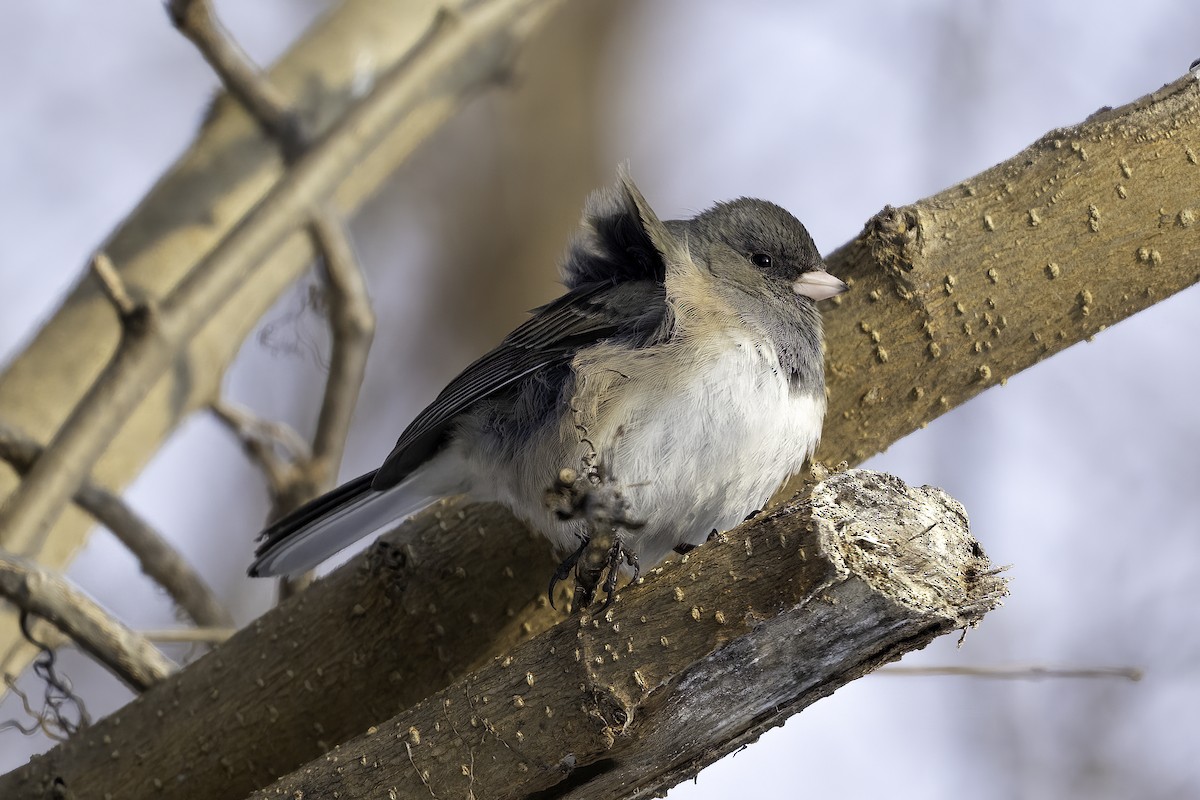 Dark-eyed Junco - ML630745245