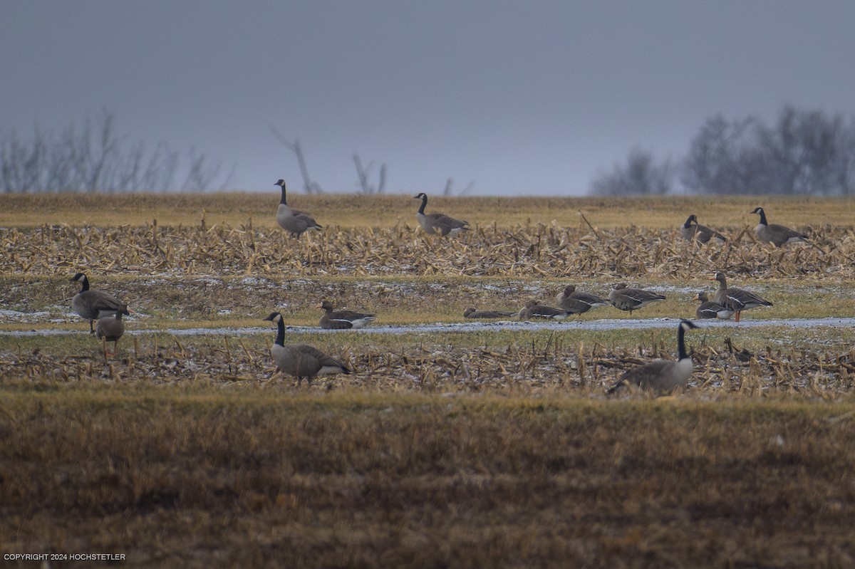 白額雁 - ML630745477