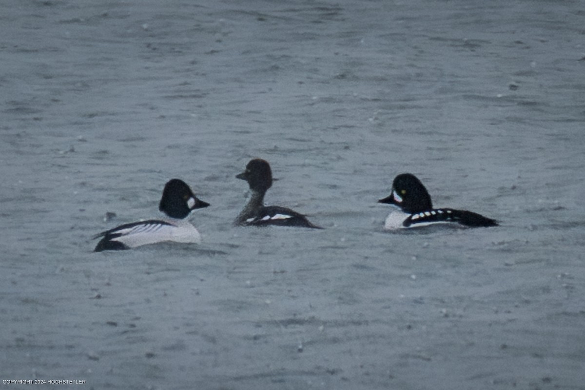Barrow's Goldeneye - ML630745537