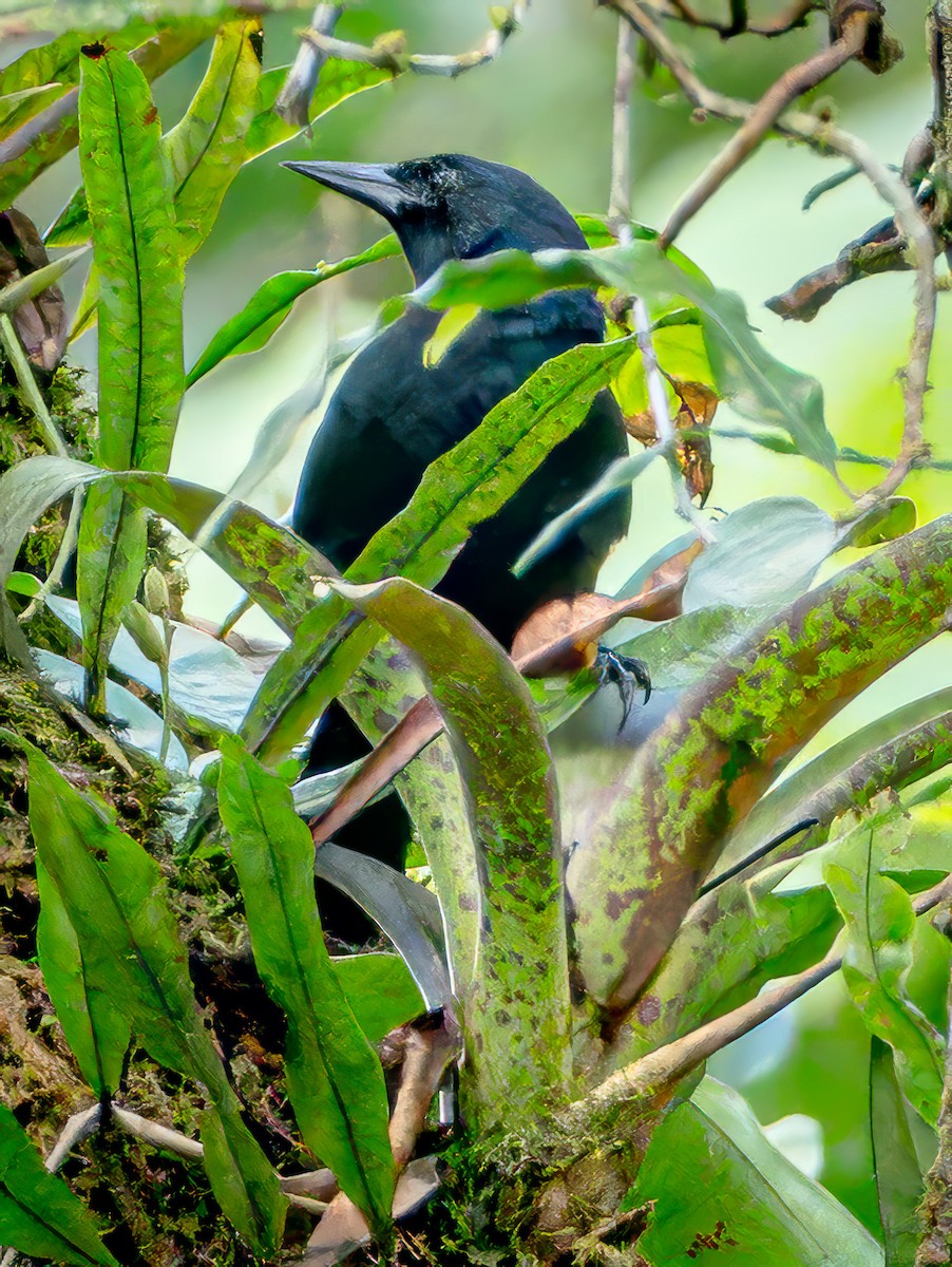 Jamaican Blackbird - ML630745573