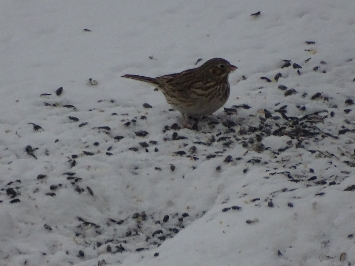 Vesper Sparrow - ML630745613