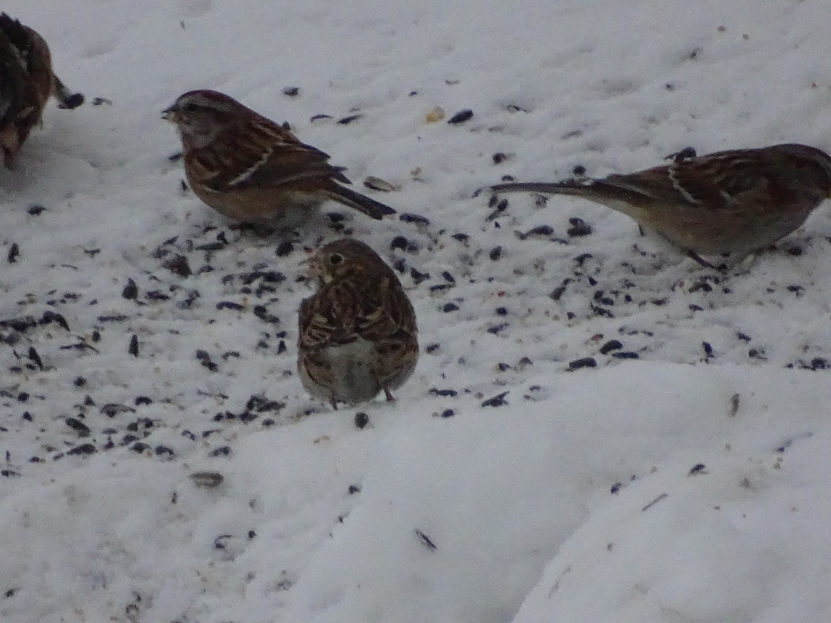 Vesper Sparrow - ML630745621