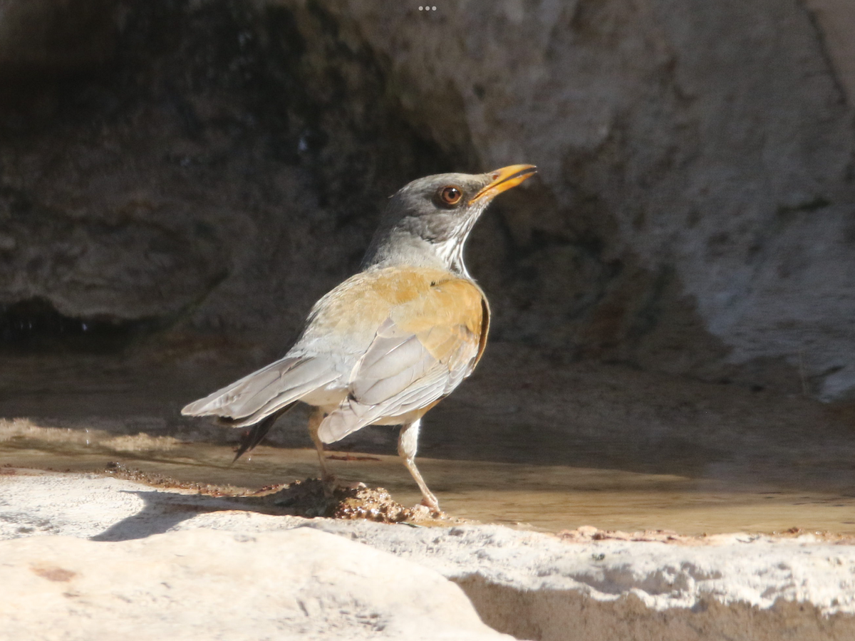 Rufous-backed Robin - ML630745947