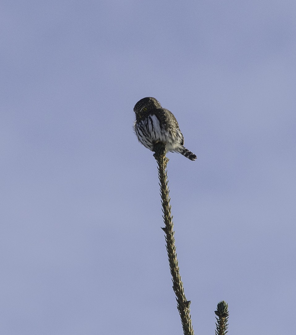 Northern Pygmy-Owl - ML630746128