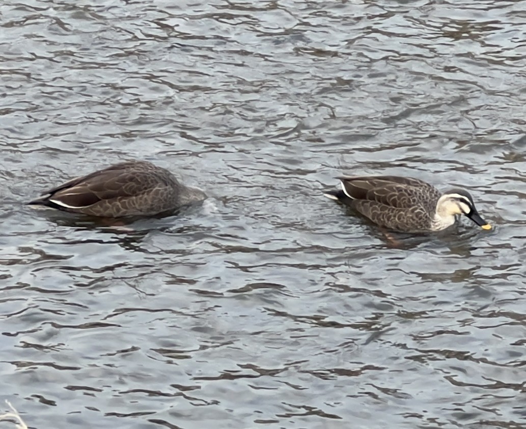 Eastern Spot-billed Duck - ML630746191