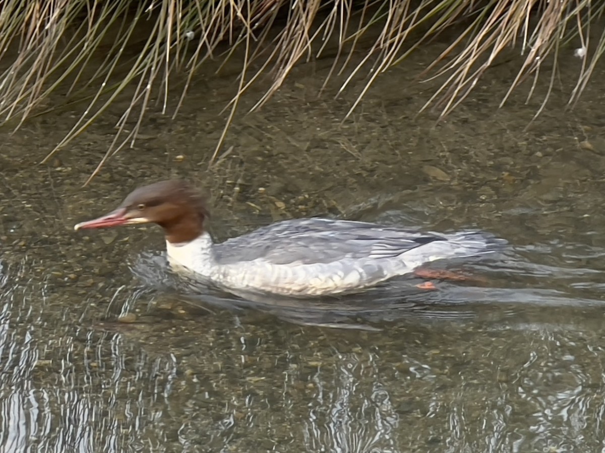 Common Merganser (Eurasian) - ML630746199