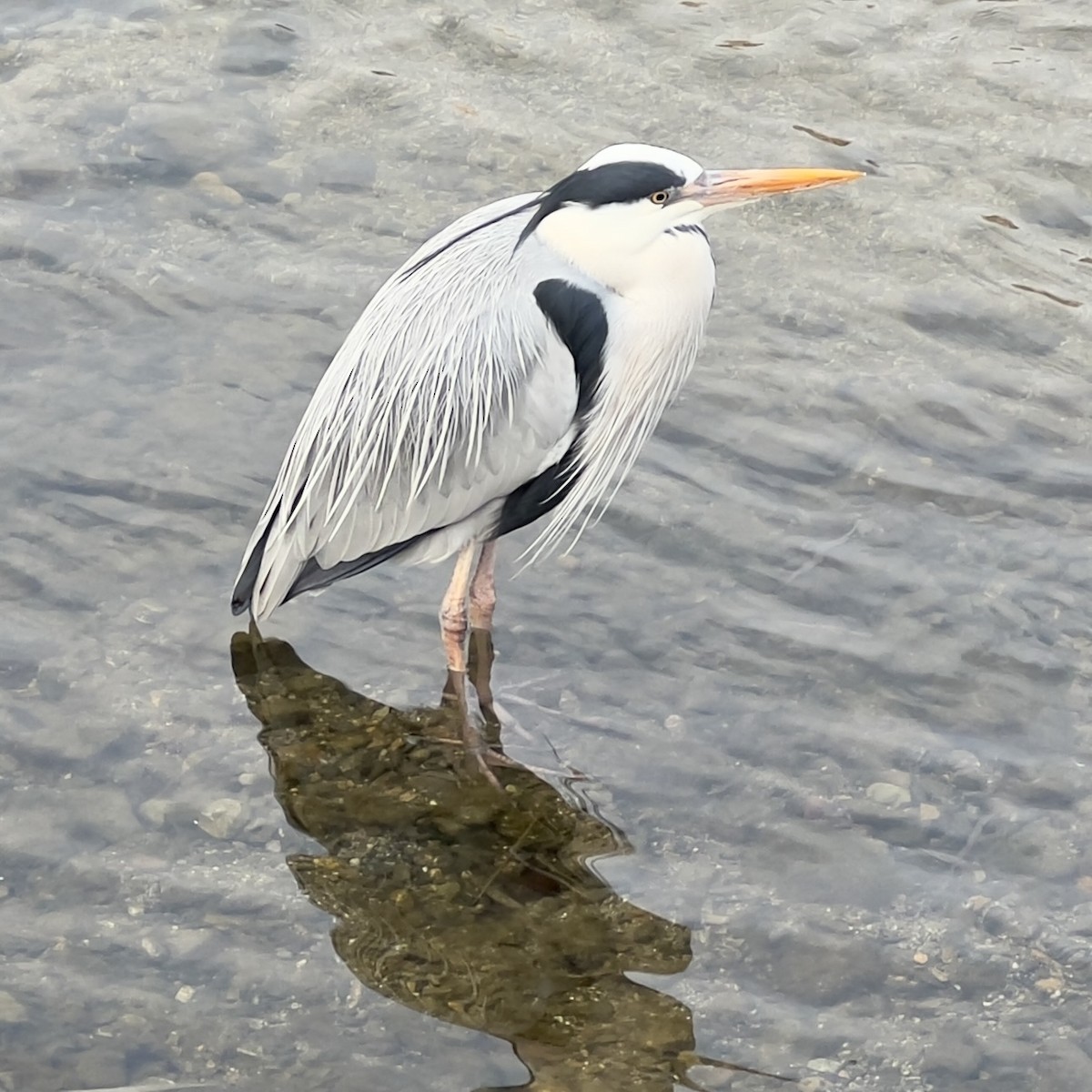 Gray Heron - ML630746213