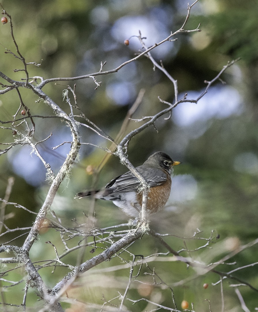 American Robin - ML630746243
