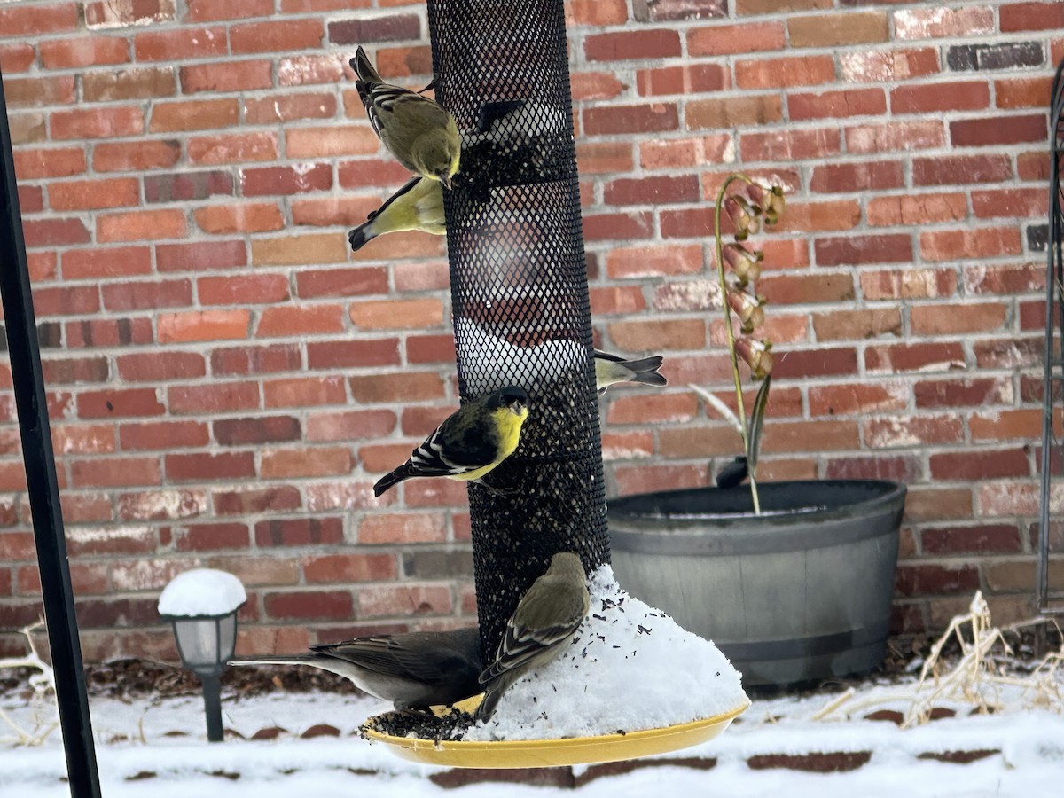 Lesser Goldfinch - ML630746256