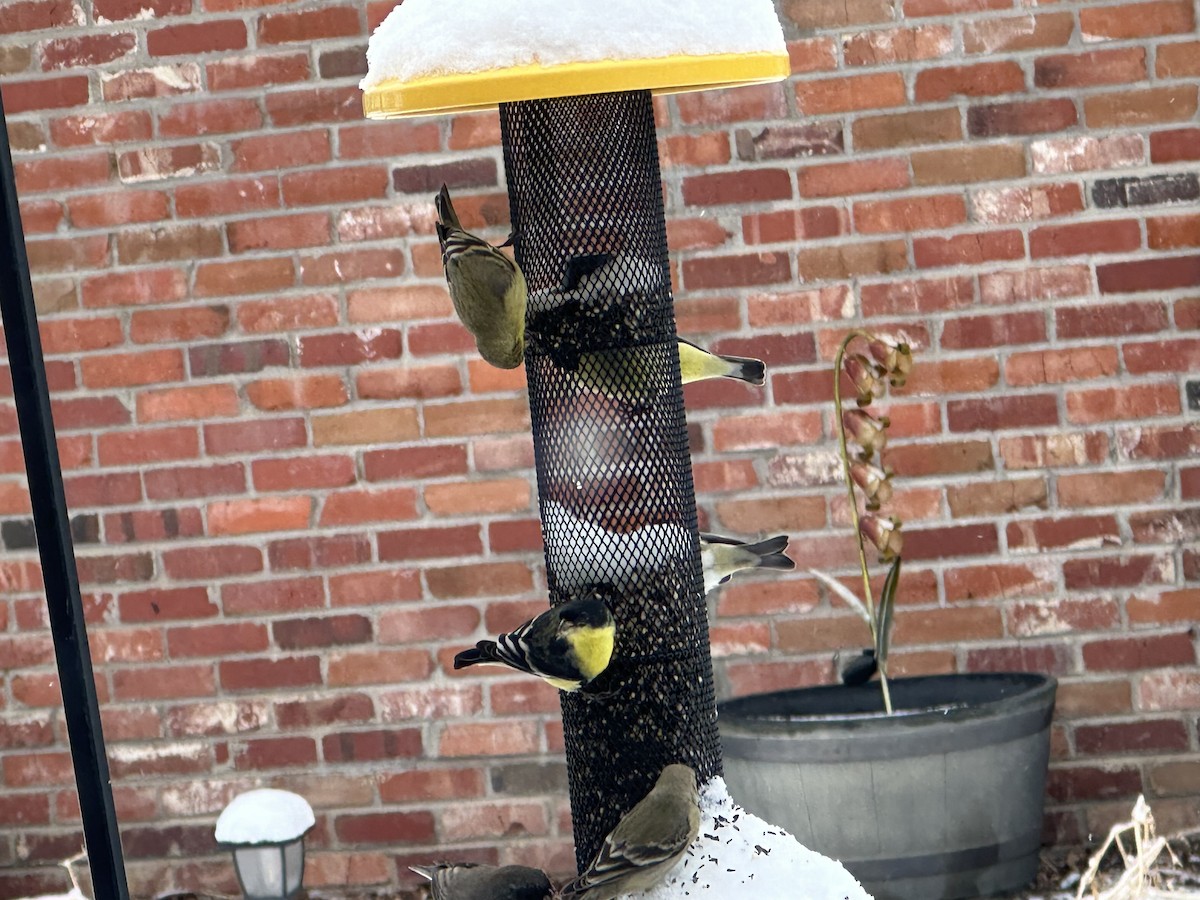 Lesser Goldfinch - ML630746257