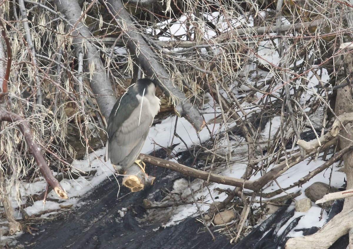 Ногоовор зашин - ML630746348