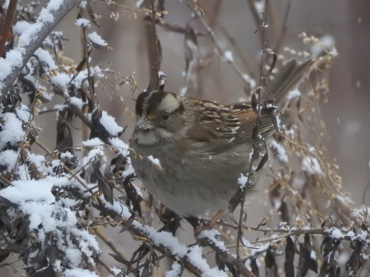 White-throated Sparrow - ML630746425