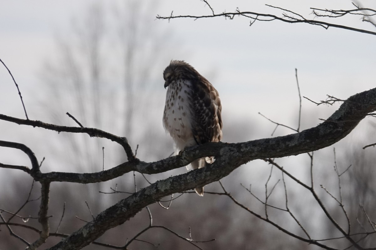 Red-shouldered Hawk - ML630746578