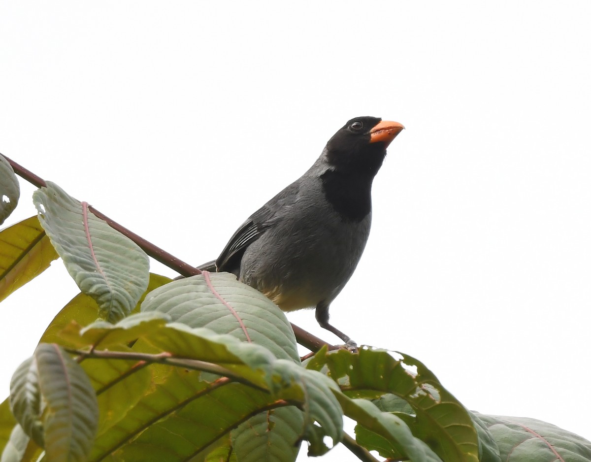 Black-cowled Saltator - ML630746687