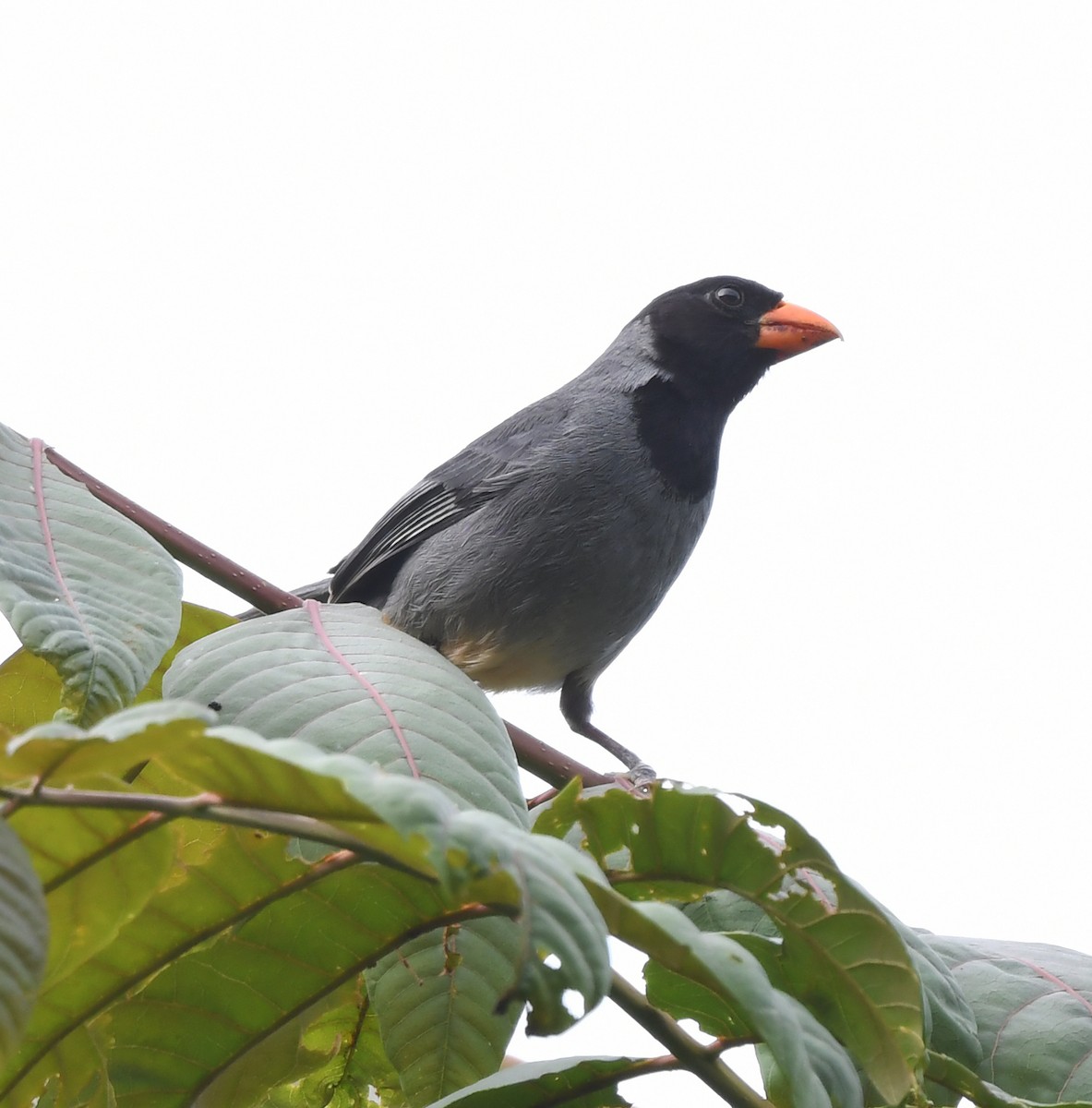 Black-cowled Saltator - ML630746688
