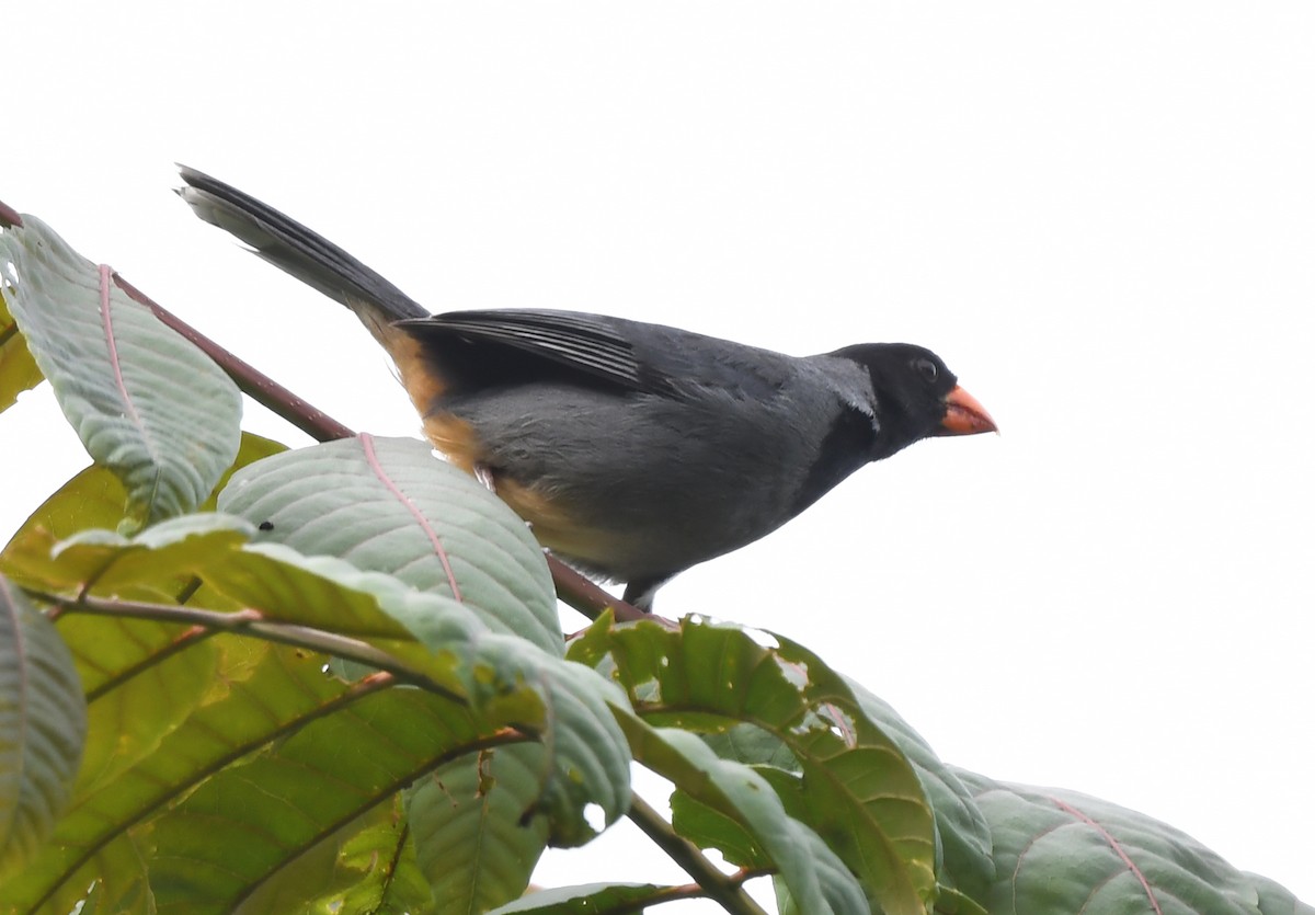 Black-cowled Saltator - ML630746689