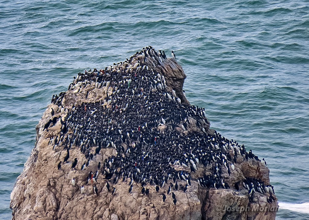 Common Murre - Joseph Morlan