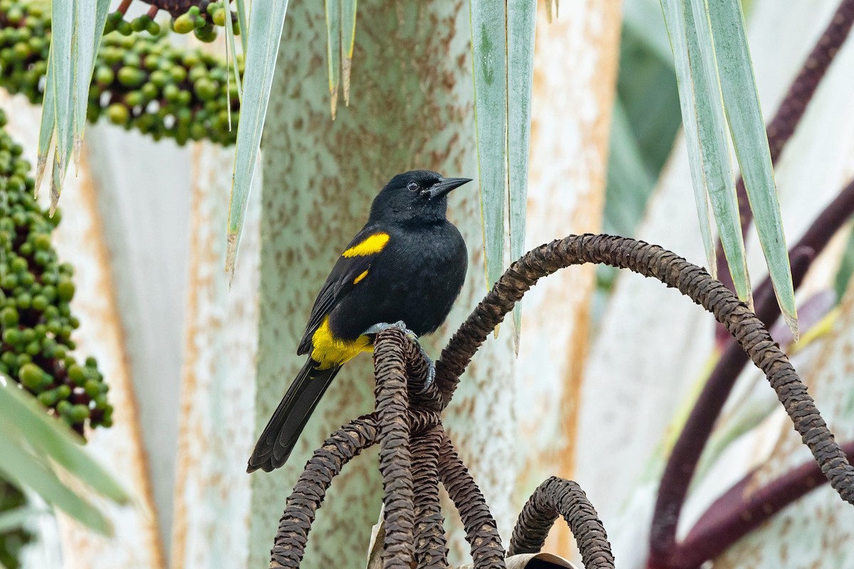 Puerto Rican Oriole - ML630747047