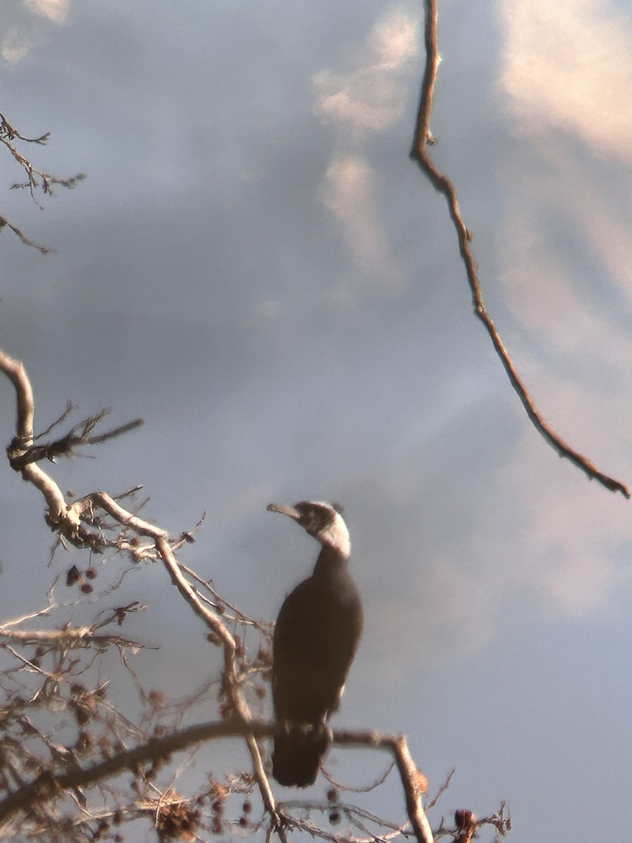 Great Cormorant - ML630747219