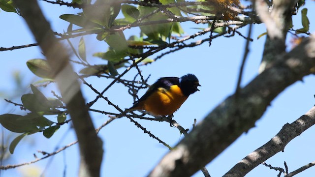 Hispaniolan Euphonia - ML630747458
