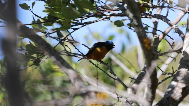 Hispaniolan Euphonia - ML630747470