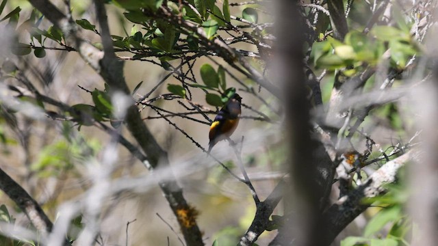 Hispaniolan Euphonia - ML630747471