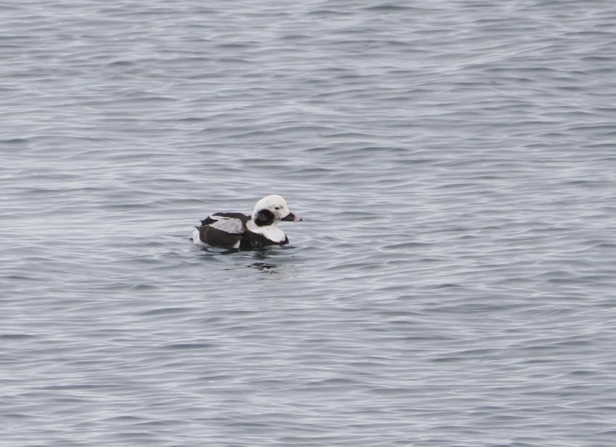 Long-tailed Duck - ML630747679