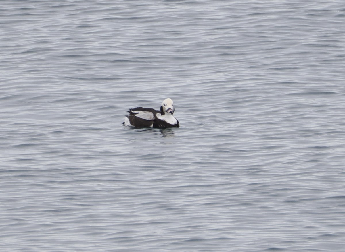 Long-tailed Duck - ML630747680
