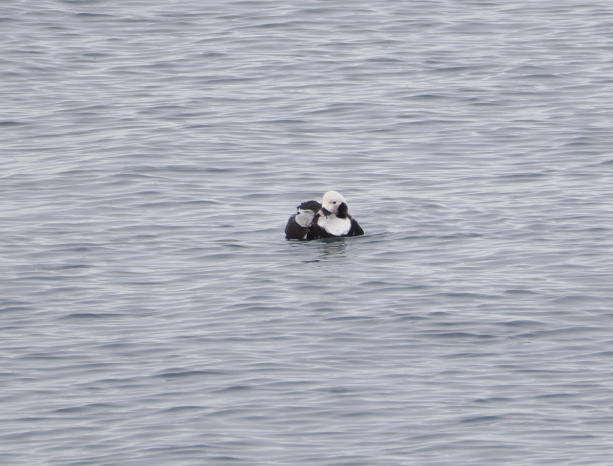 Long-tailed Duck - ML630747681