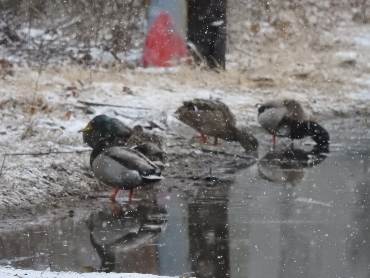 Mallard - ML630747720