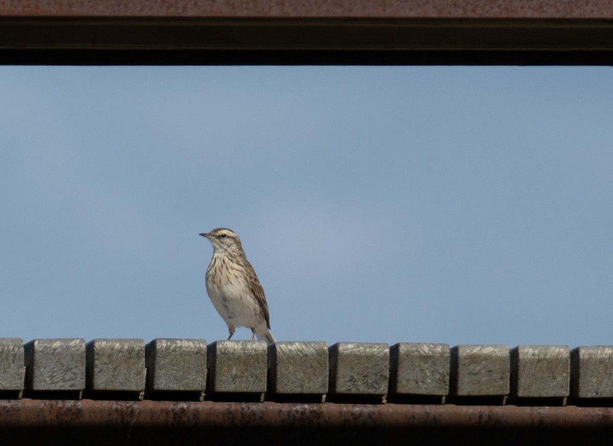 Pipit de Nouvelle-Zélande - ML630747919