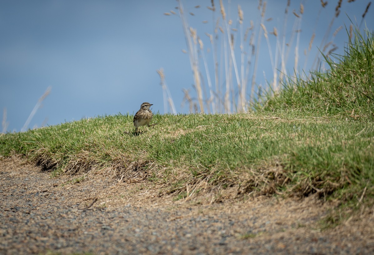 Pipit de Nouvelle-Zélande - ML630747920