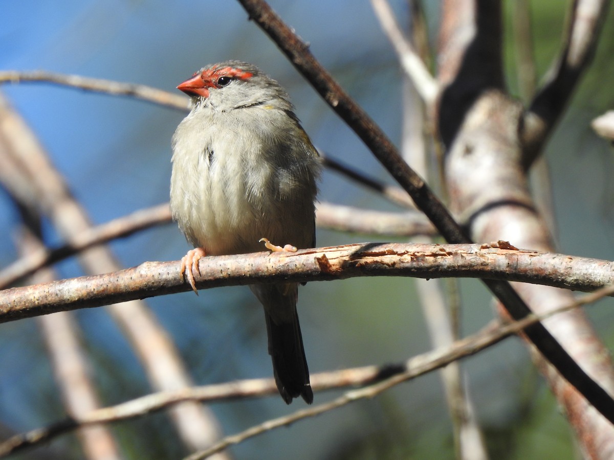 Red-browed Firetail - ML630748083