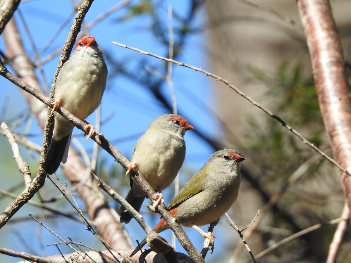 Red-browed Firetail - ML630748084