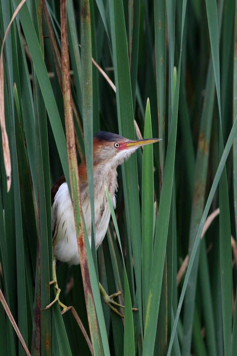 Least Bittern - ML63074831