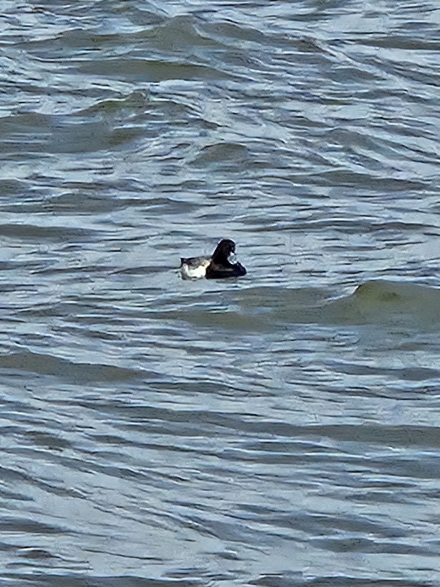 Greater Scaup - ML630748513