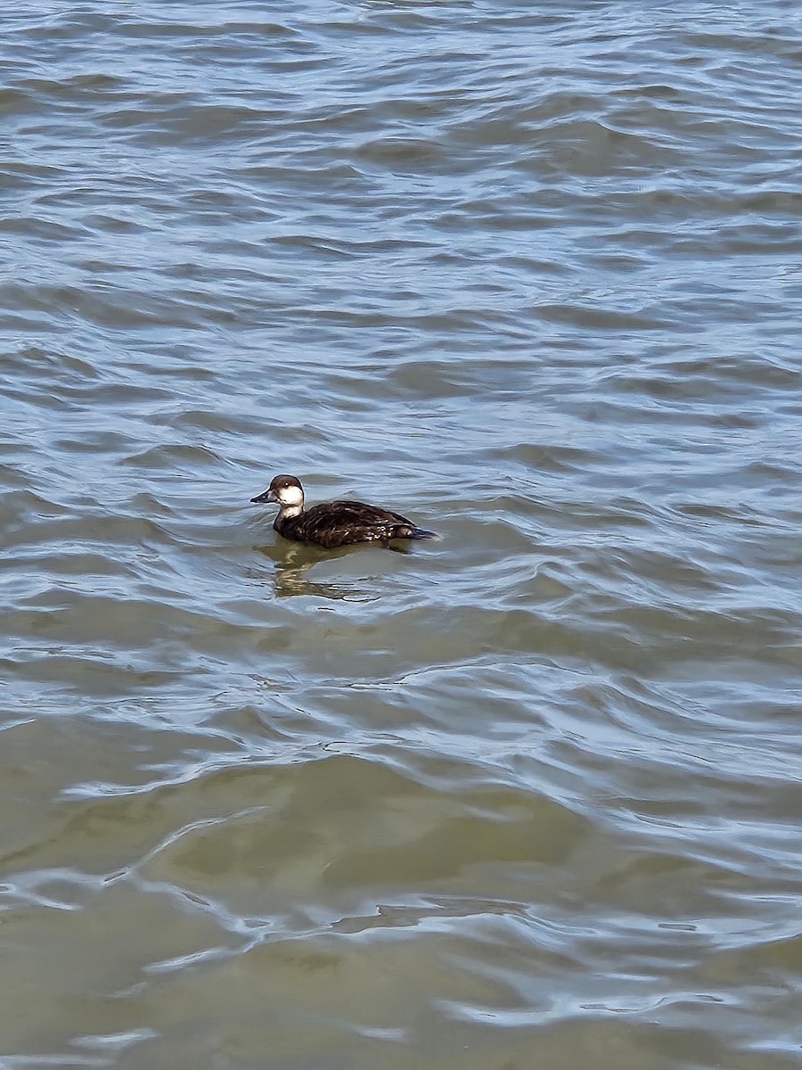 Black Scoter - ML630748547